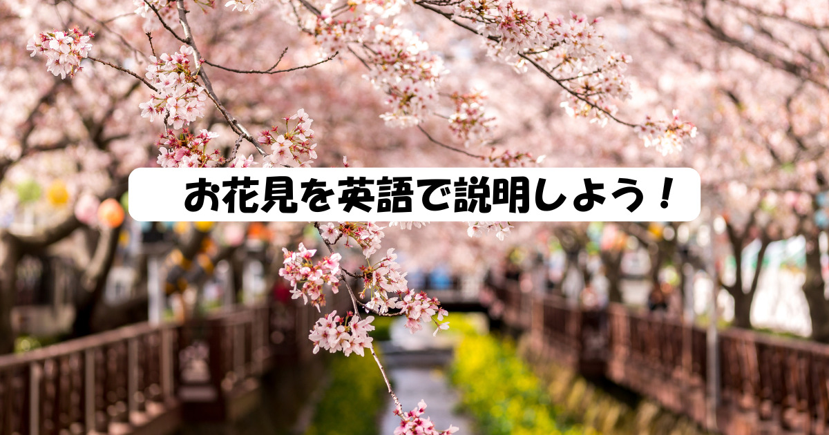 お花見を英語で紹介しよう！Hanami / Cherry Blossom Viewingをわかり